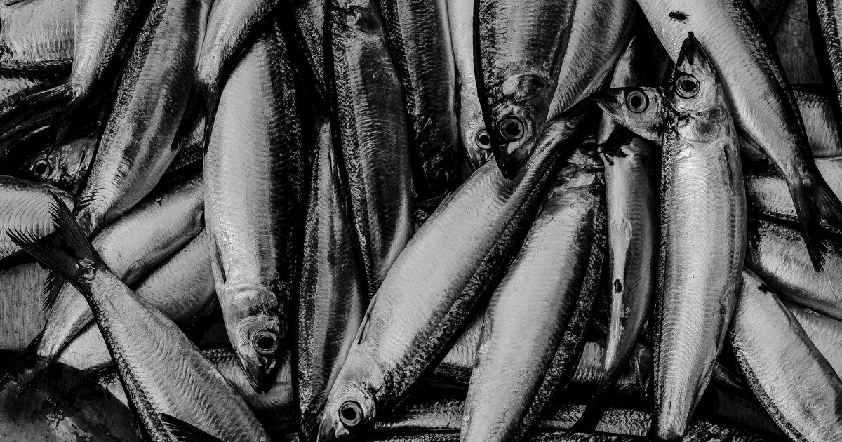 Baltic herring storage guide — how long it lasts