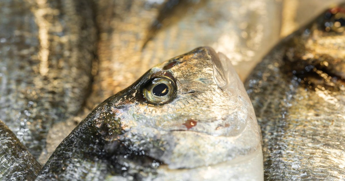 Bream fish storage guide — how long it lasts