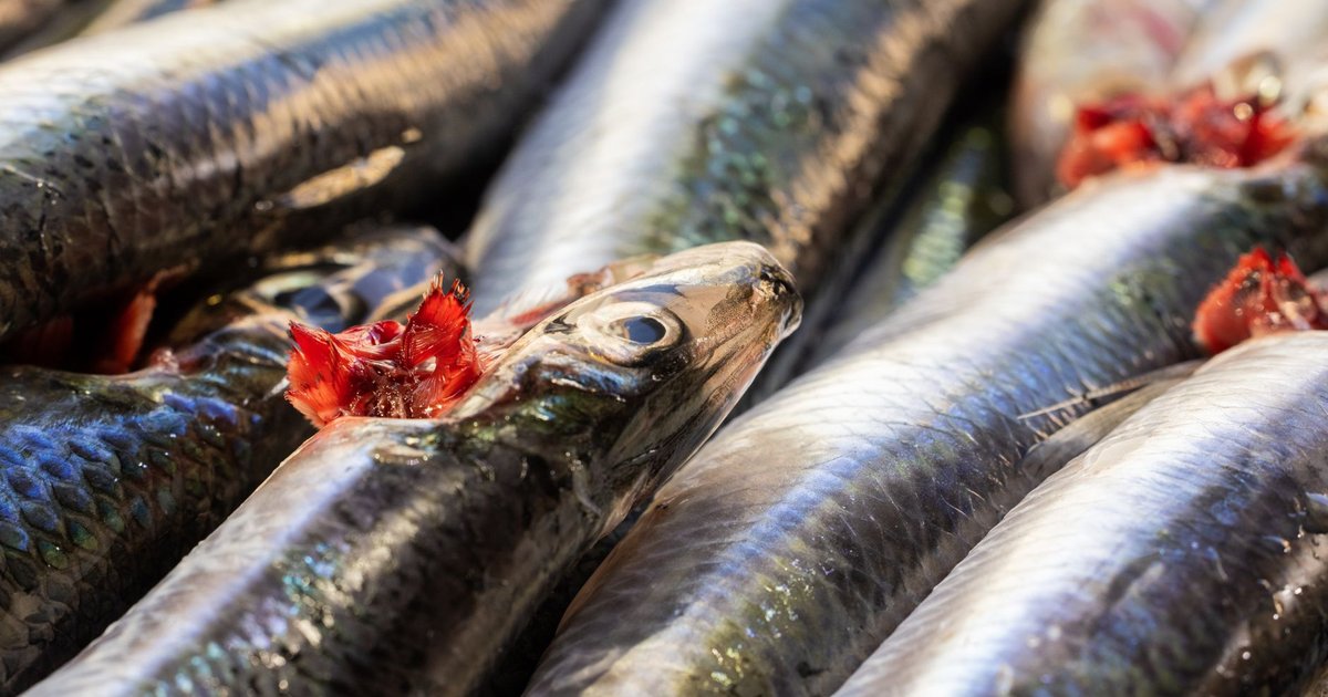 Capelin fish storage guide — how long it lasts