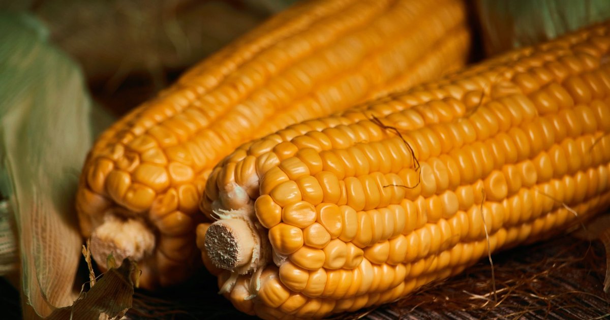 Corn flour storage guide — how long it lasts