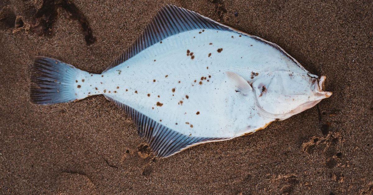 Flounder fish storage guide — how long it lasts