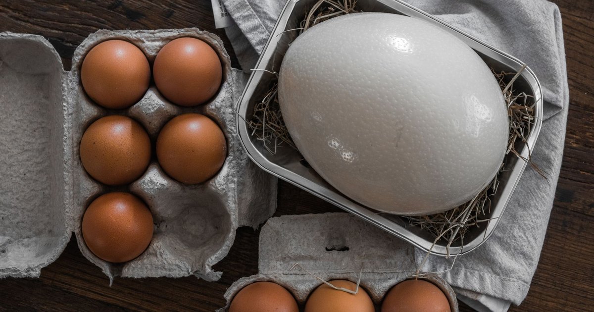 Goose eggs storage guide — how long it lasts