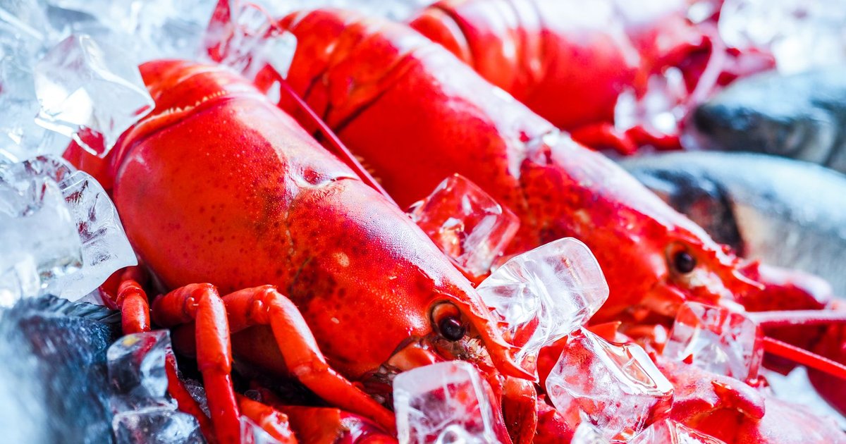 Lobster storage guide — how long it lasts