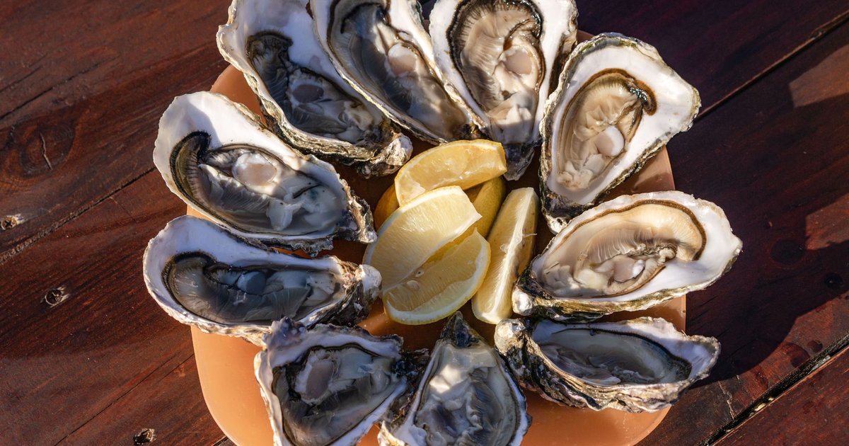 Oysters storage guide — how long it lasts