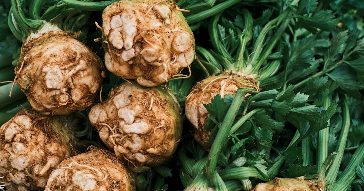 Parsley root storage guide — how long it lasts