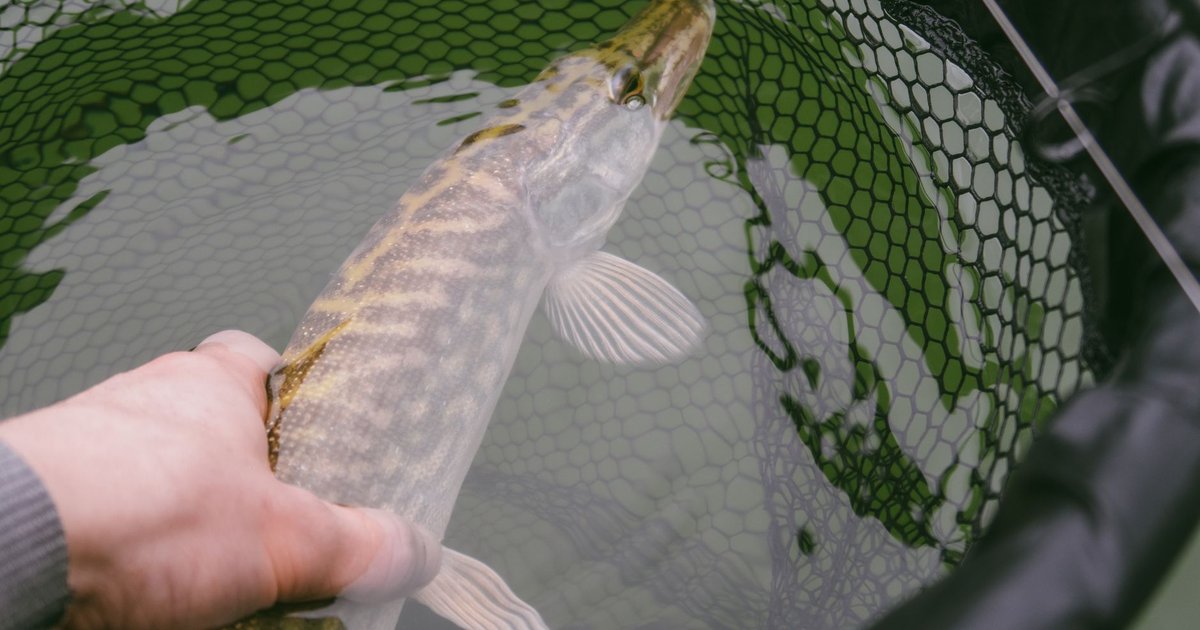 Pike fish storage guide — how long it lasts