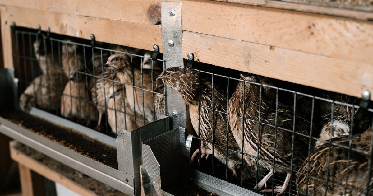Quail meat storage guide — how long it lasts